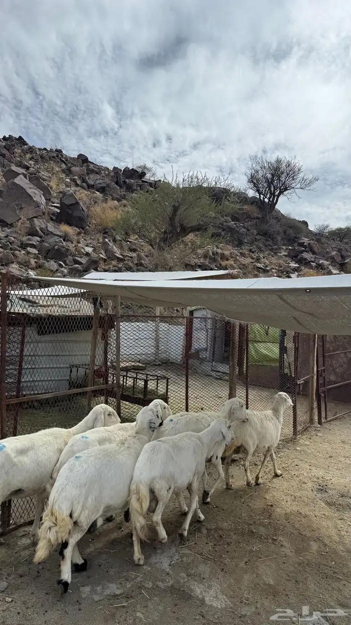 6 ضان حيل سمان 2