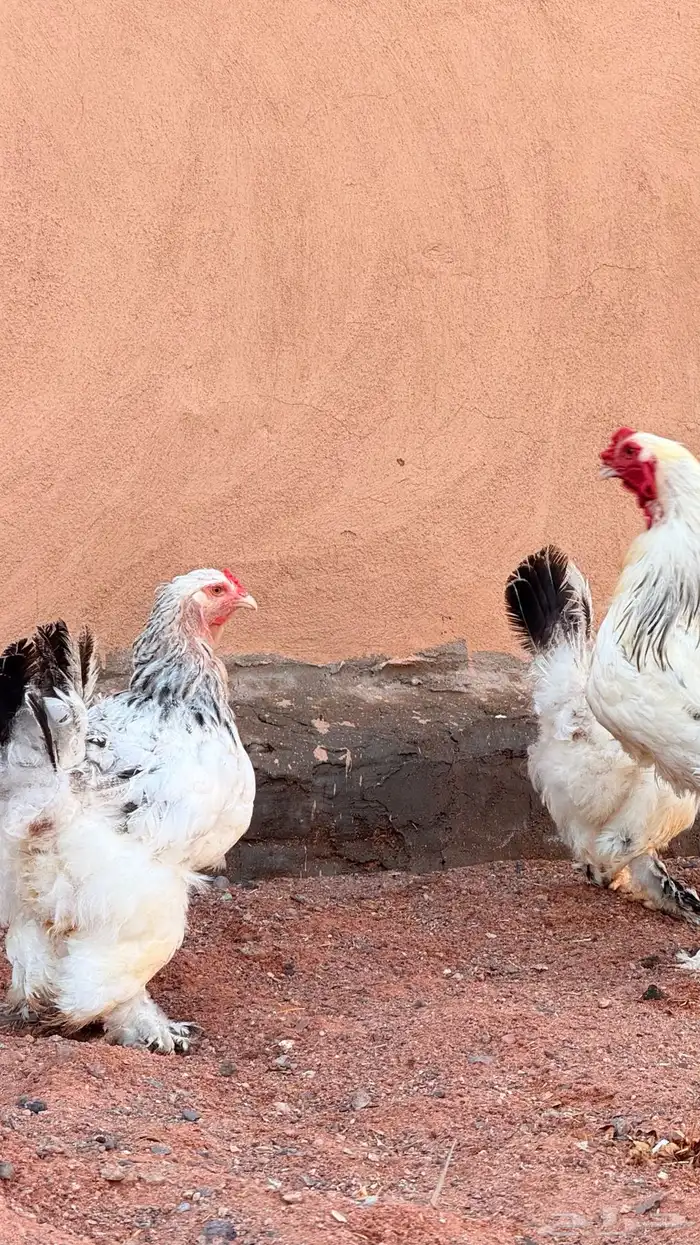 دجاج براهما كولنبي 3