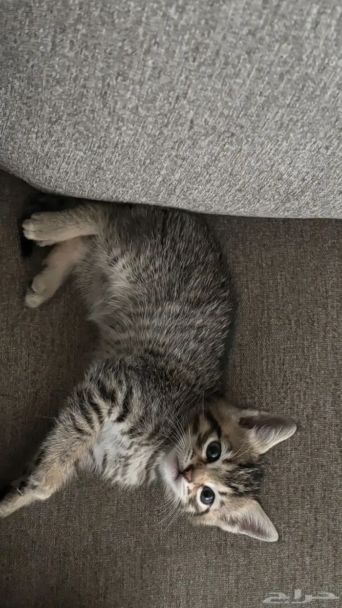 قطط صغيرة للبيع 2