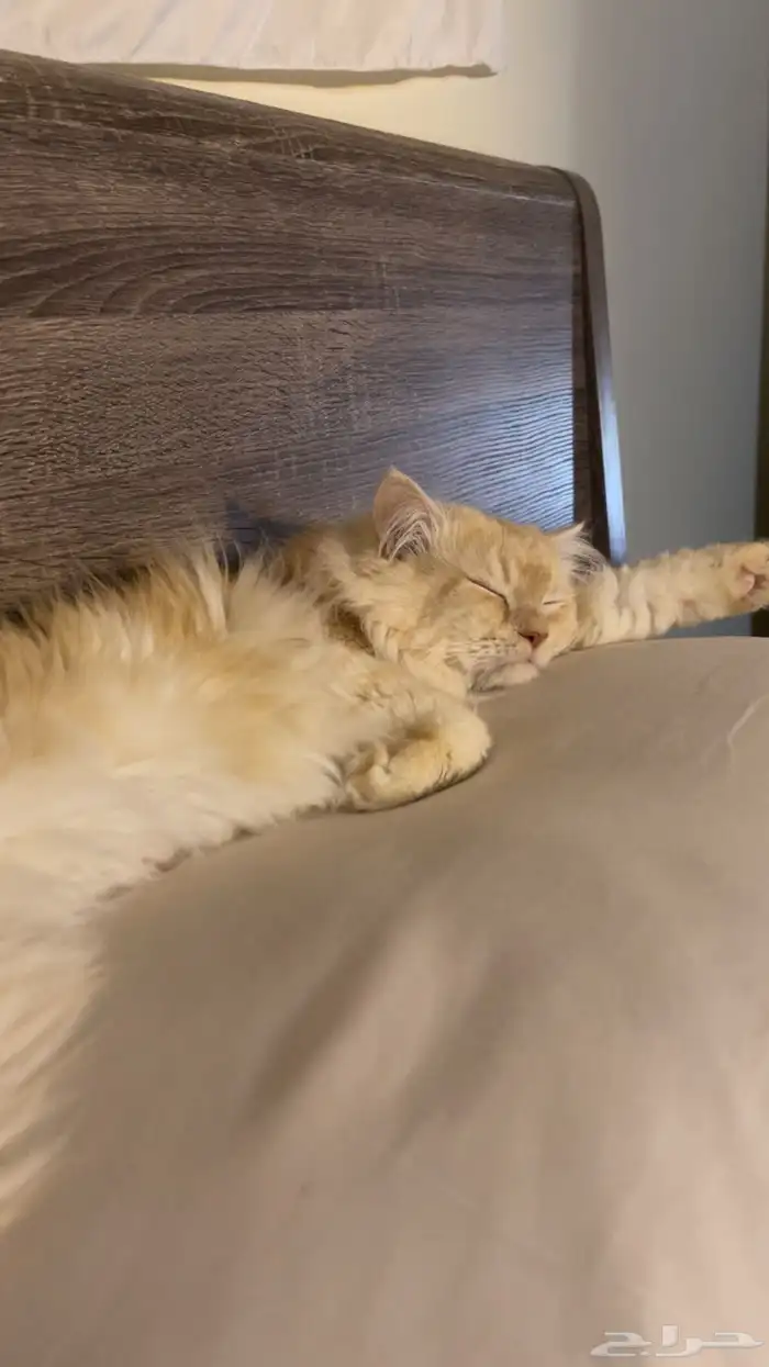 قط ذكر للتزاوج فقط 2