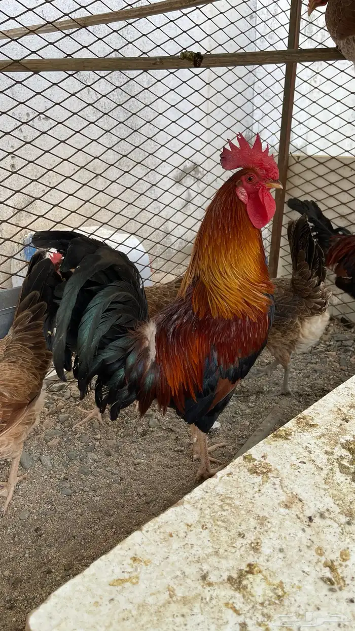 ديك فري سيافي التفاصيل في اعلاني السابق يوجد ديوك غيره 1