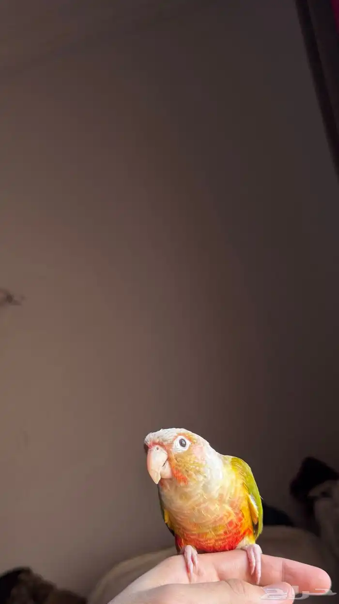 كنيور اناناس اليف 1