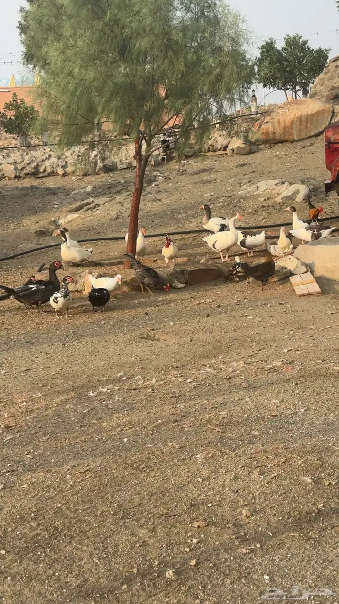 وز بلدي للبيع 0