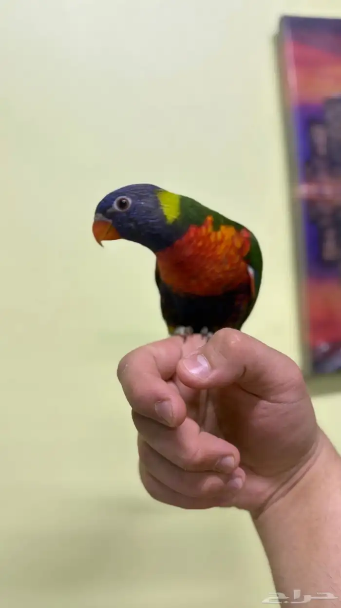 لوري ريمبوو 1