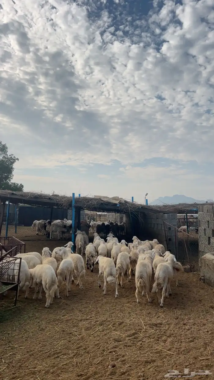 خرفان بلديه 1