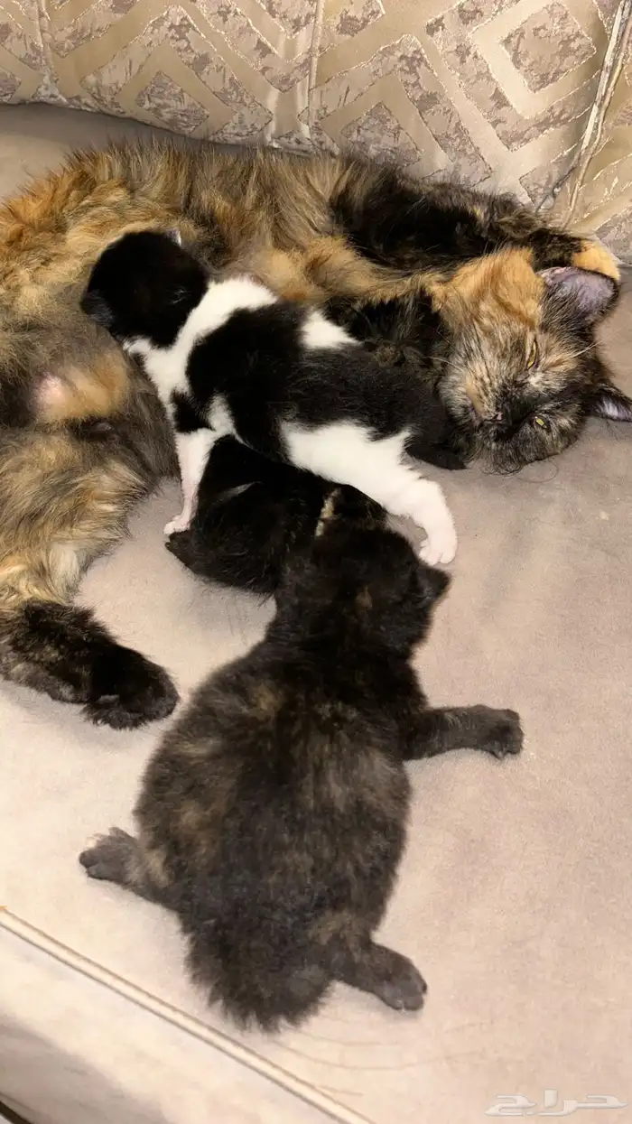قطه للتبني مع صغارها (تم التبني ) 2