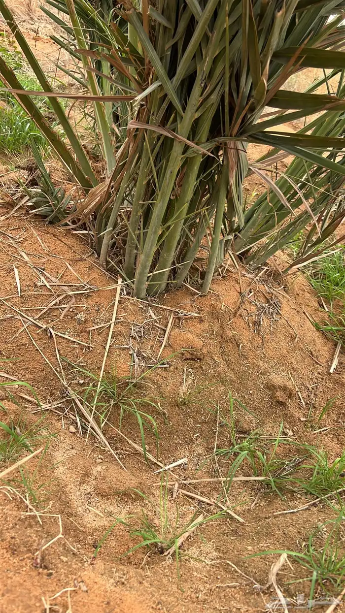 مجدول فراخ ومجذر 5