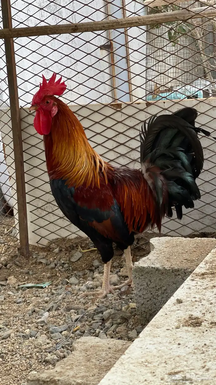 ديك فري سيافي التفاصيل في اعلاني السابق يوجد ديوك غيره 4