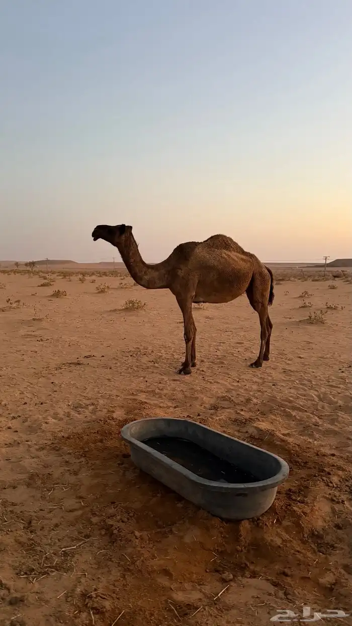 ناقه صفرا كفو لقحه 2