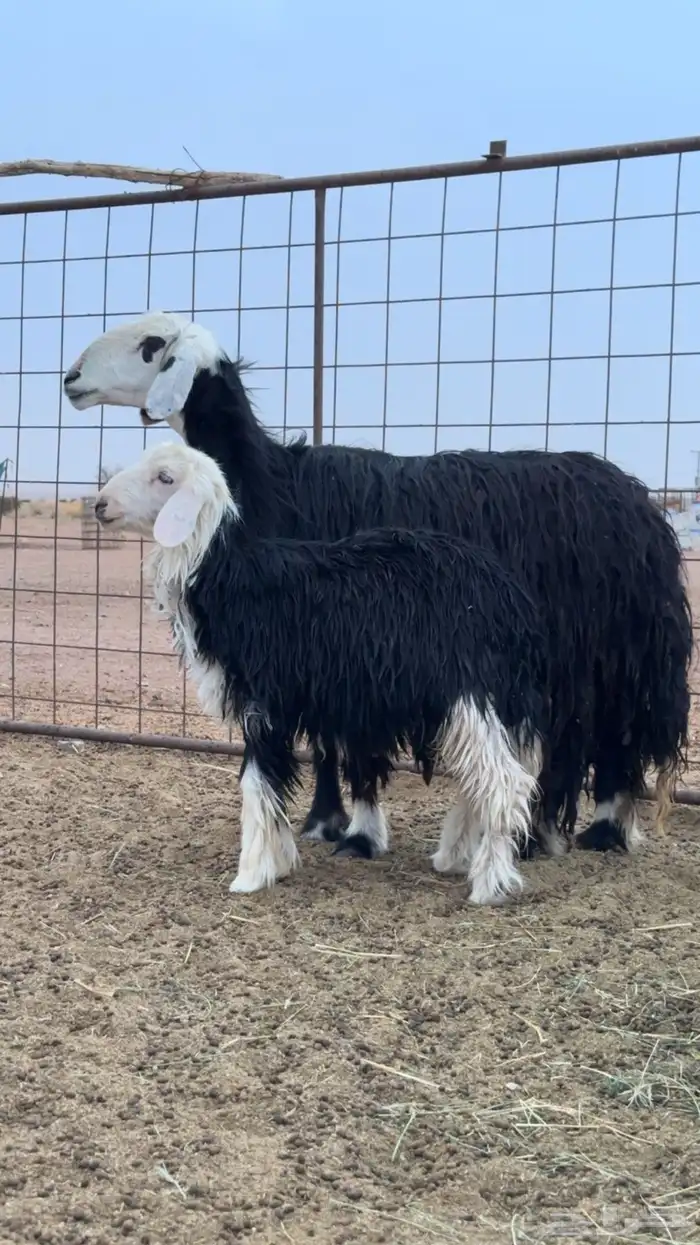 نجدية حايل 0