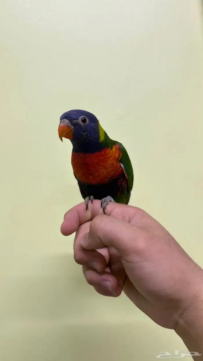 لوري ريمبوو 0