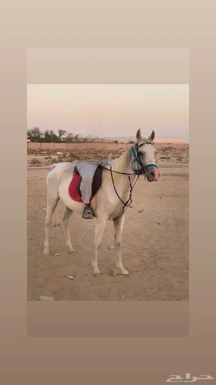 فرس شعبية لقاح ثقيل 0