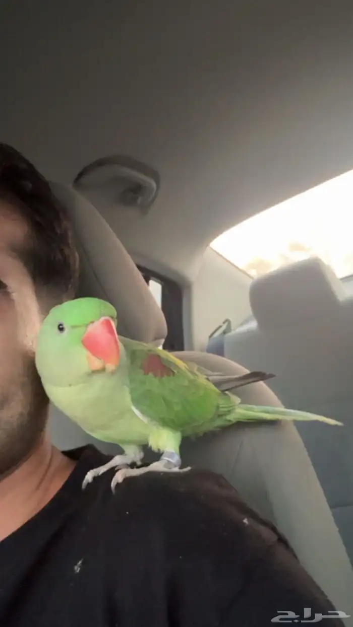 دره نيبالي 5