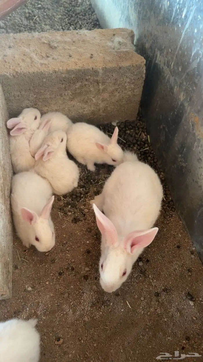 ارانب فرنسيه 3