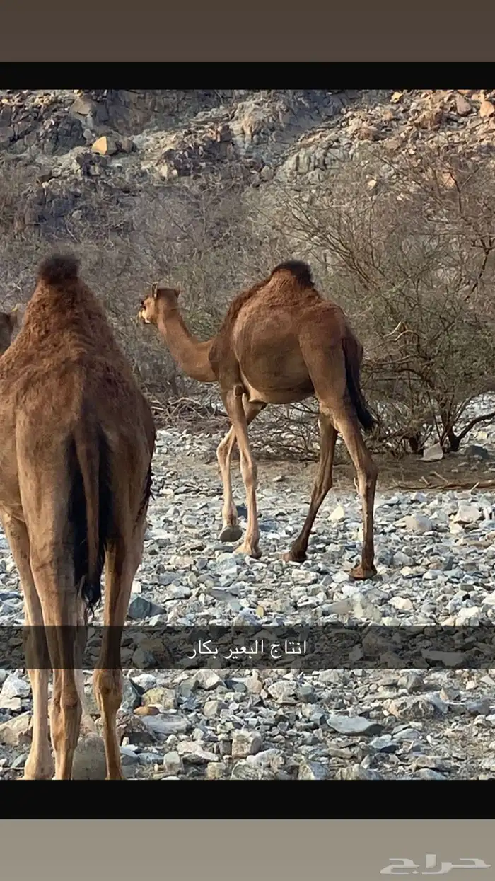 بعير ساحلي 1