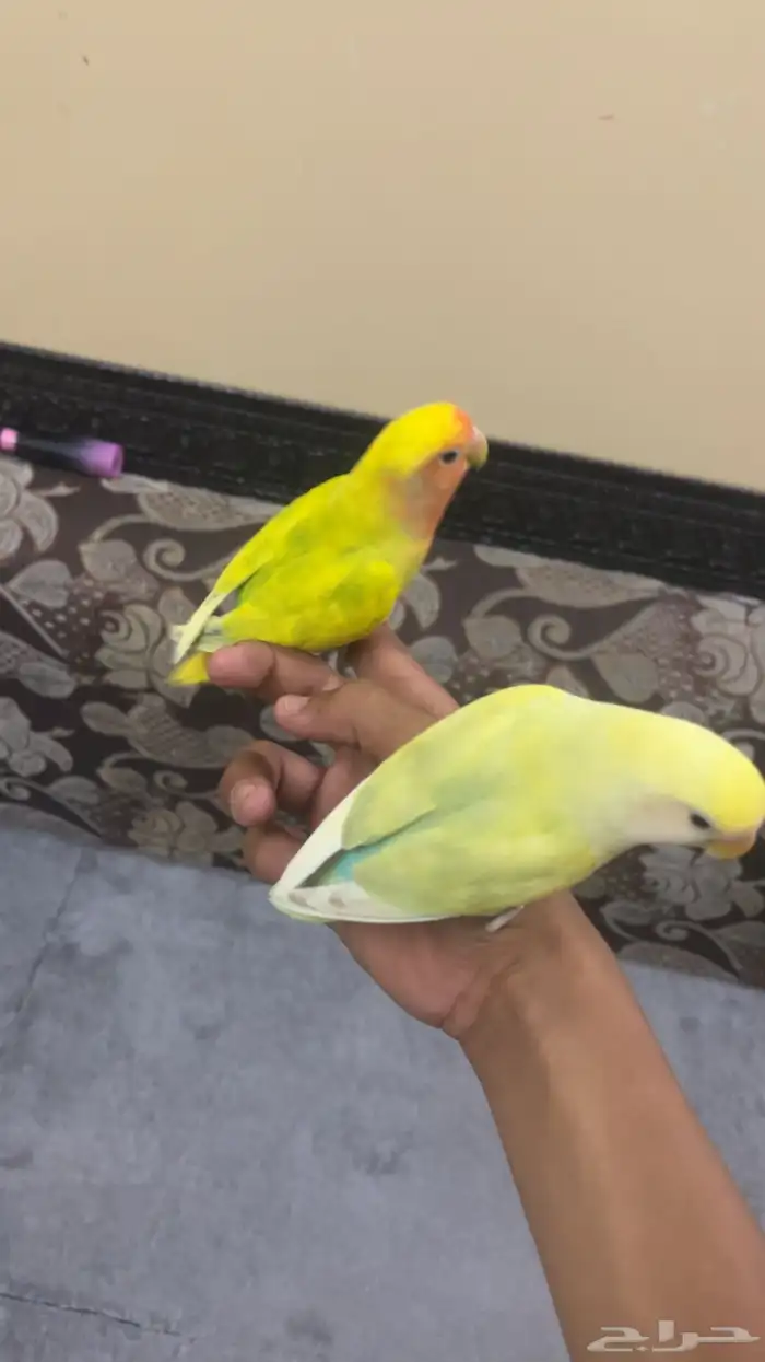 بسم الله الرحمن الرحيم 0