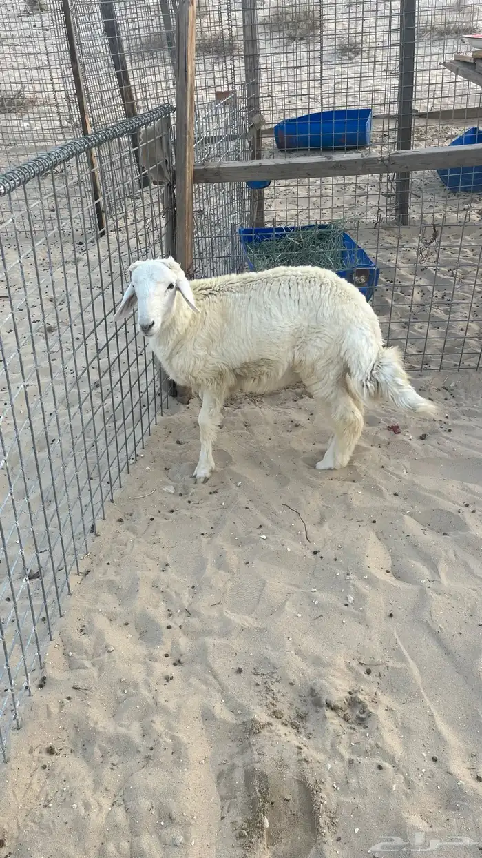 خروف ذبيحه 2