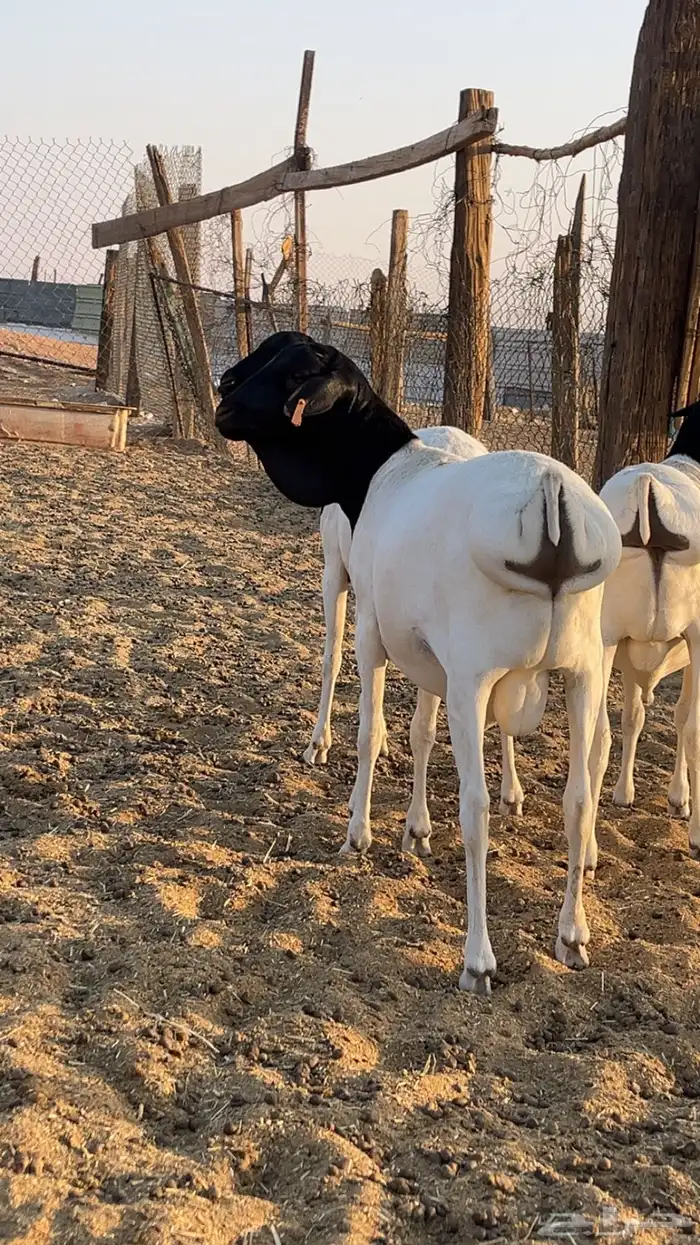 طليان سواكن - نعيم - رفيد - برابر 12