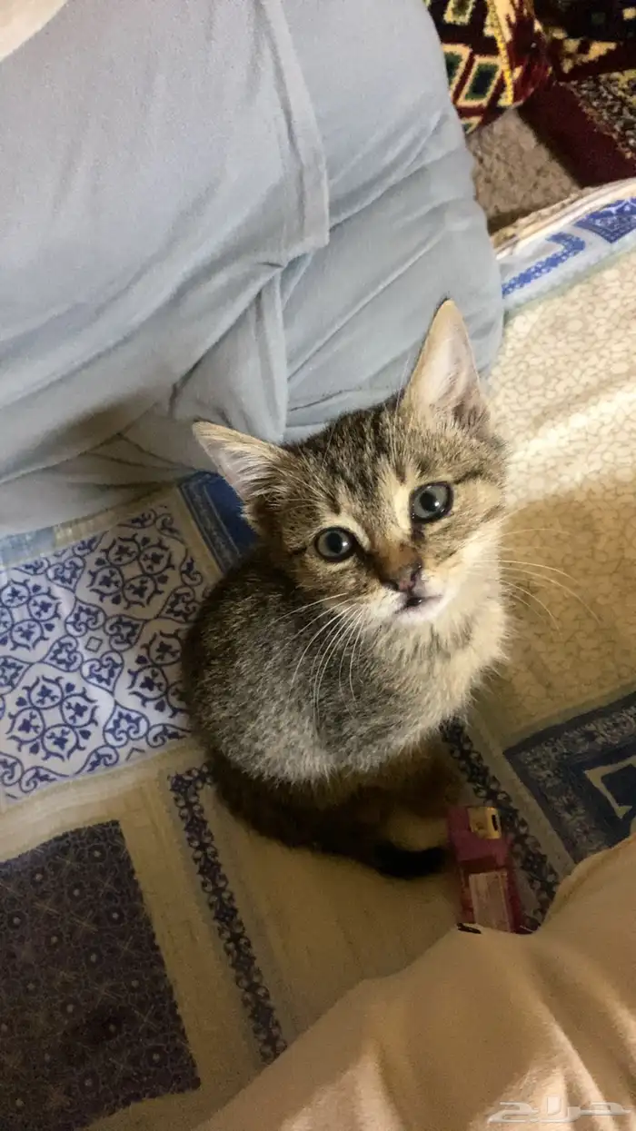 قط مفقود الخرج اليمامه استراحات البنا 0