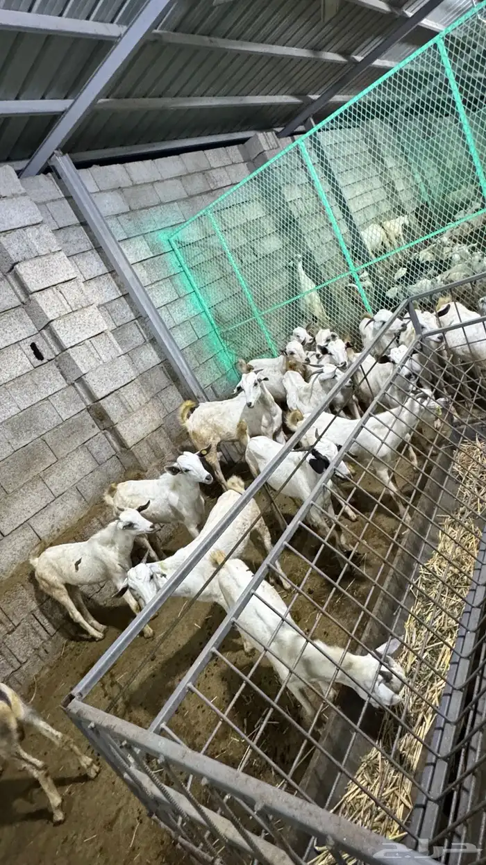 اعرض لكم تيس فحل مشروط ضراب 2