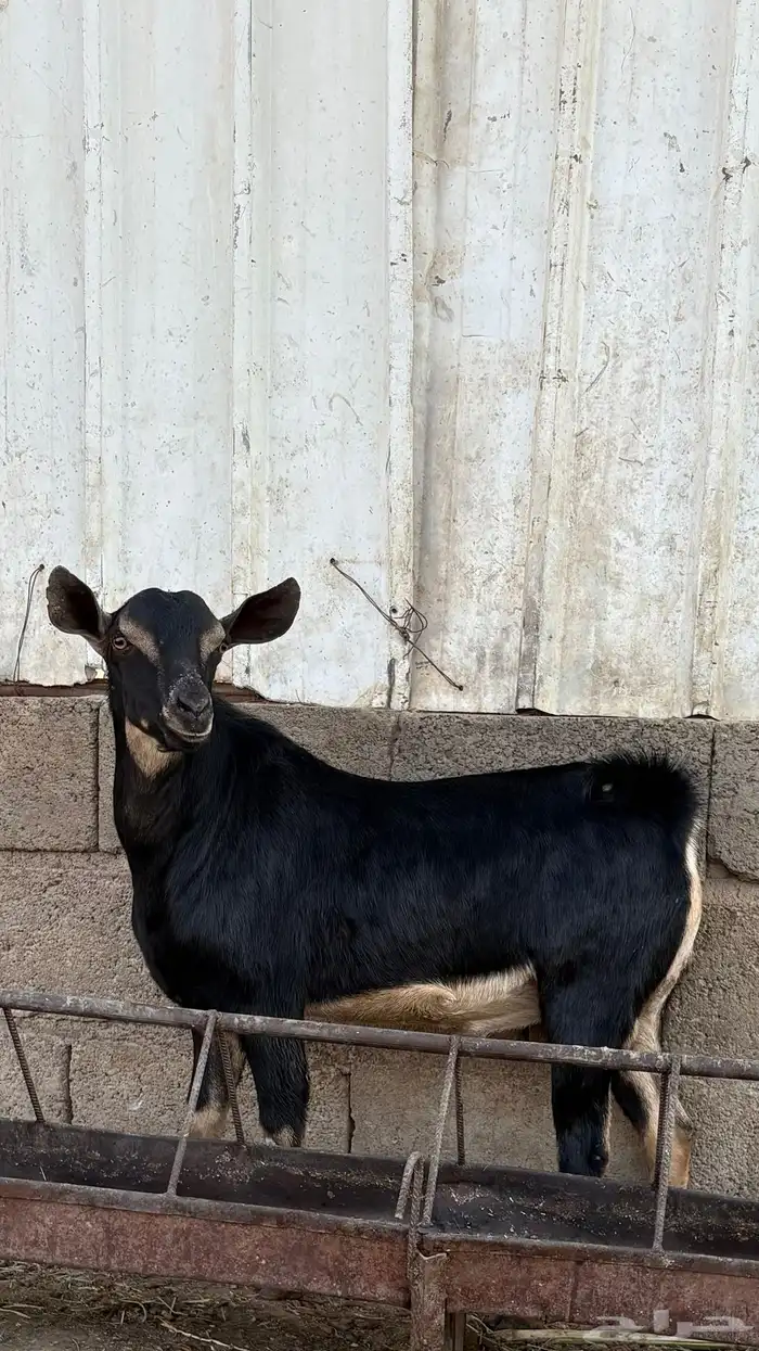 تيس احو احص عمره تقريبا 7شهور الحد 1500 1