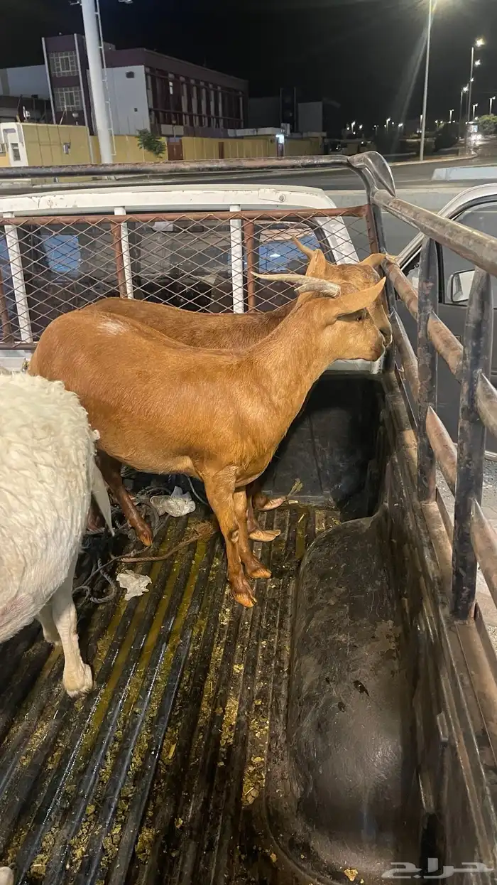 عناقين جذعه وثنين دفع في شهرين 2