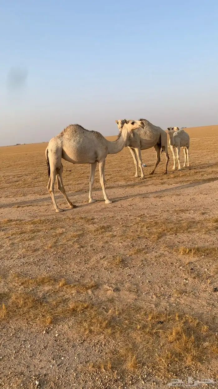 حفرالباطن القيصومه 7