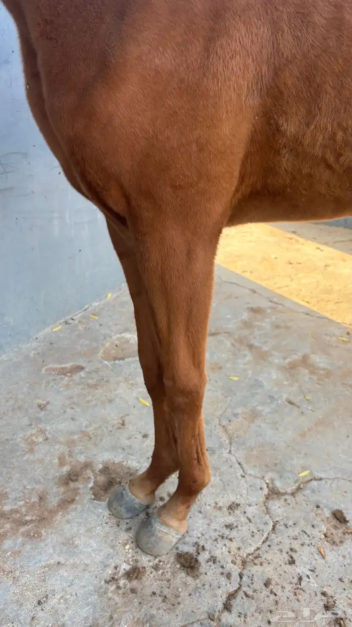 مهره شعبية 3