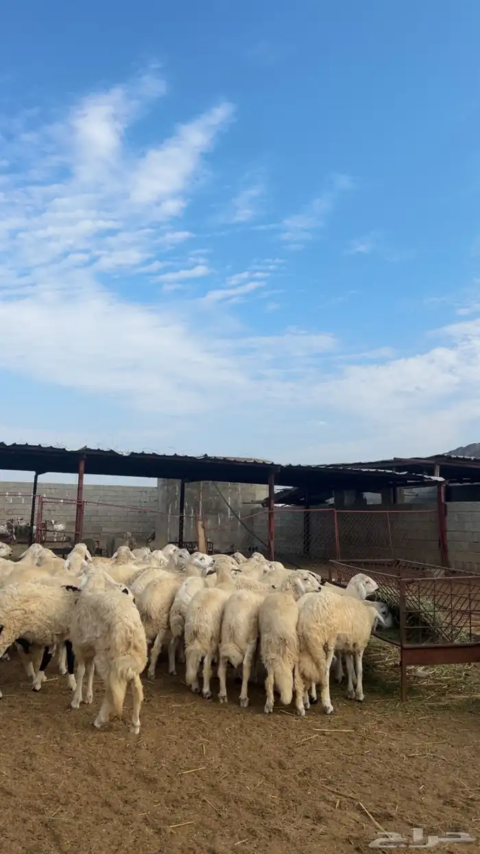 خرفان بلديه 0