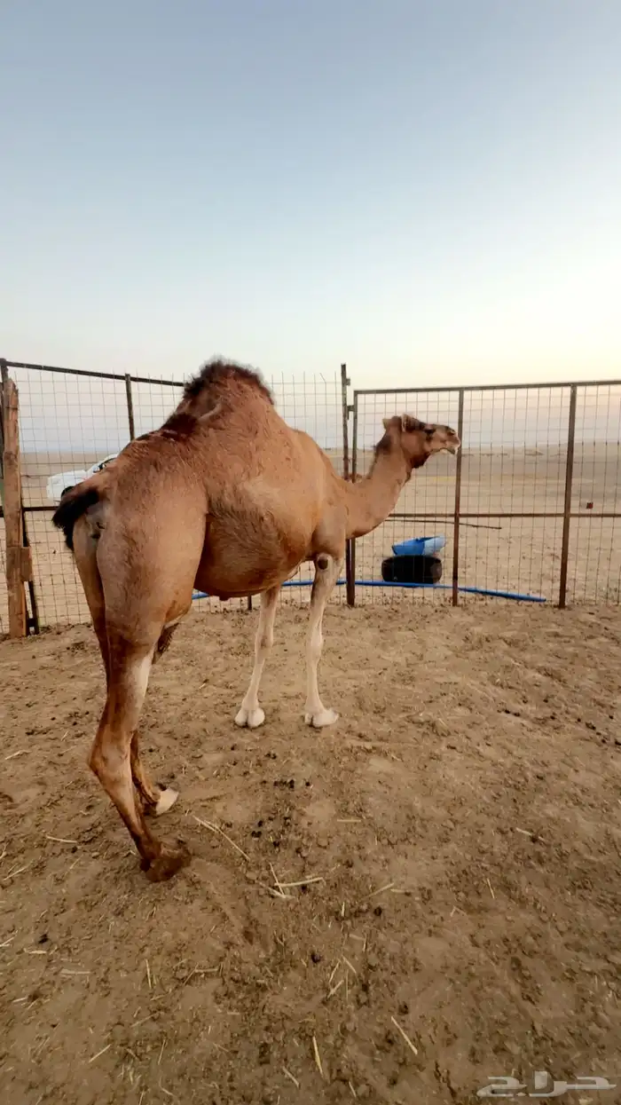 ناقه ساحليه حايل 7