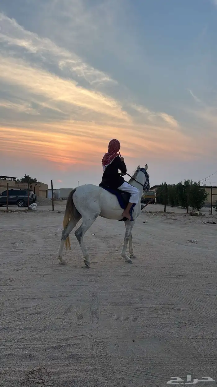حصان شعبي للبيع 0