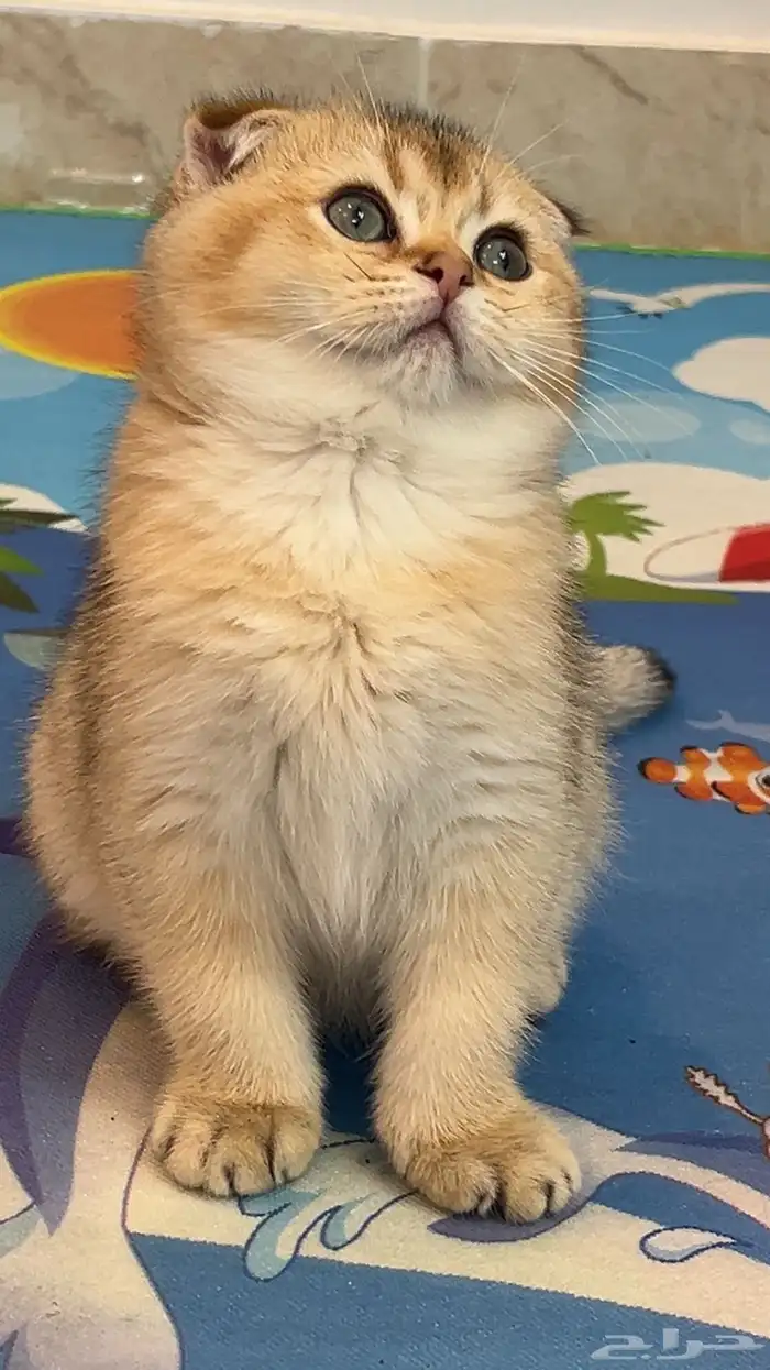 قط سكوتش فولدNY-11 3