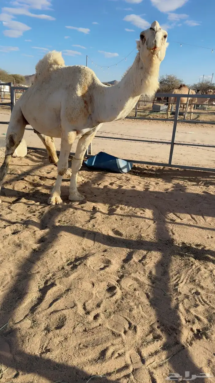 للبيع بعير اوضح 0