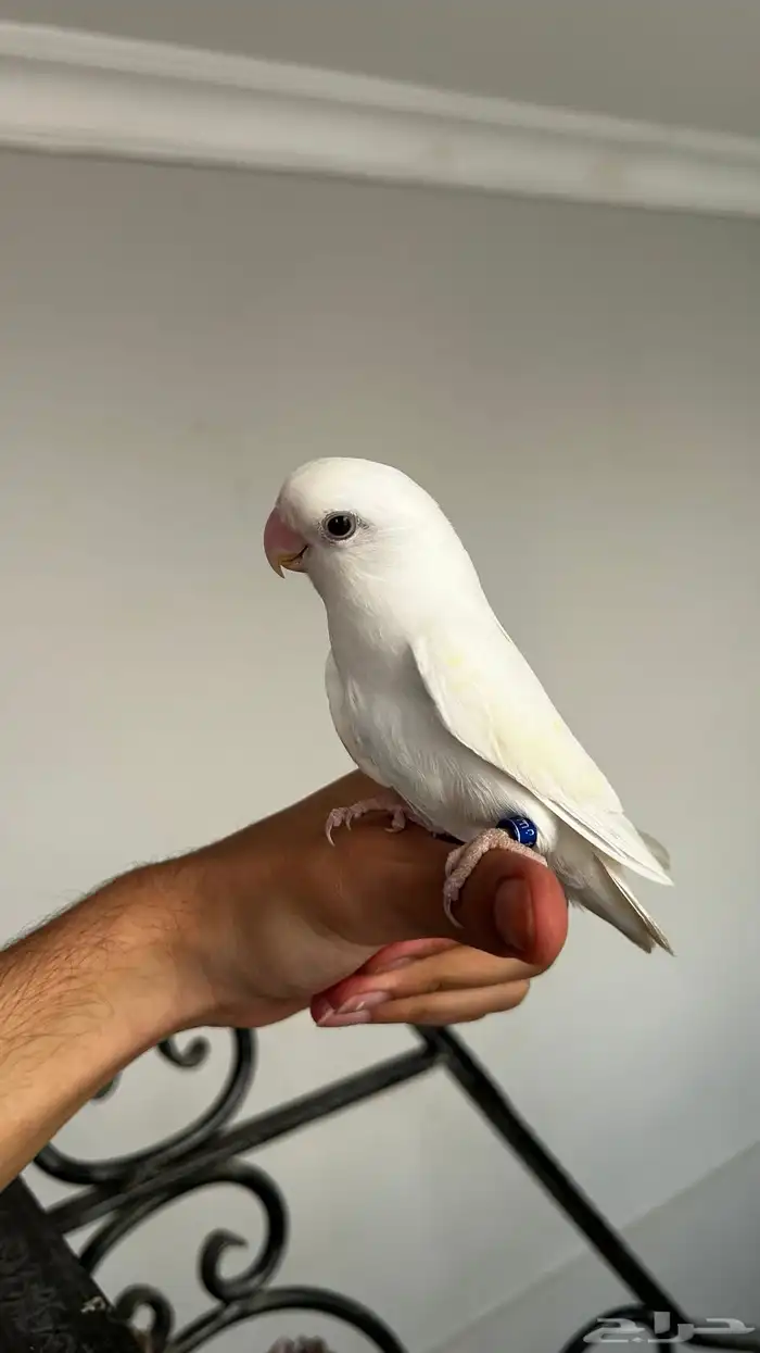 روز البينو 0