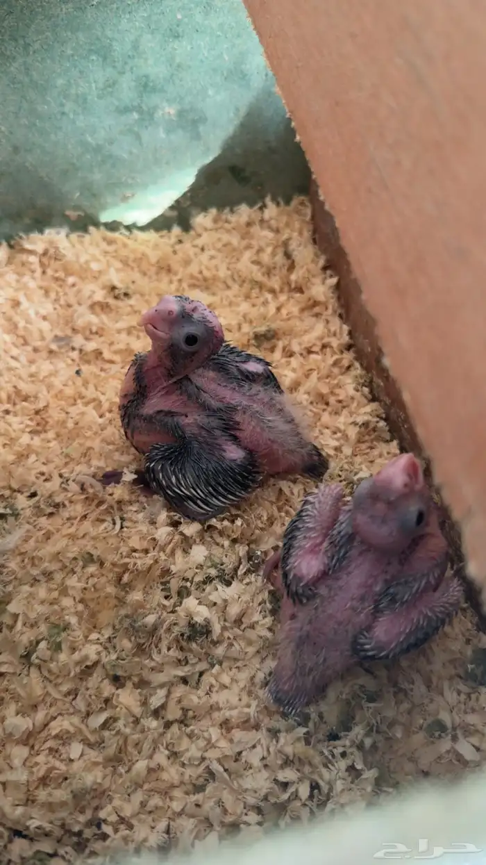 فروخ كروان 0