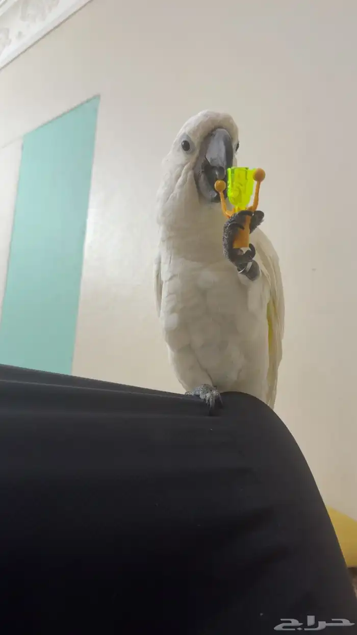 ببغاء 1