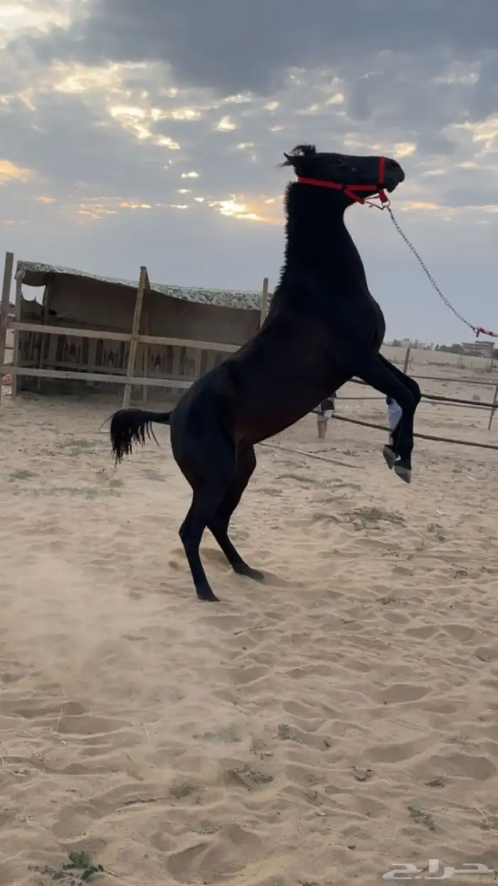 فرس  شعبية للبيع 4