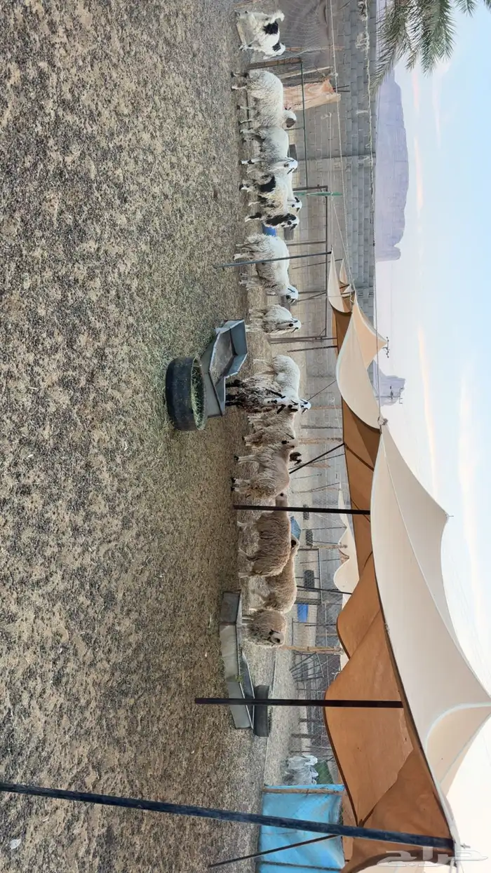 رخال دفيع فحص سونار 2