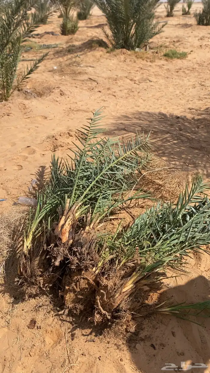 فروخ نخل صغير وكبير 2