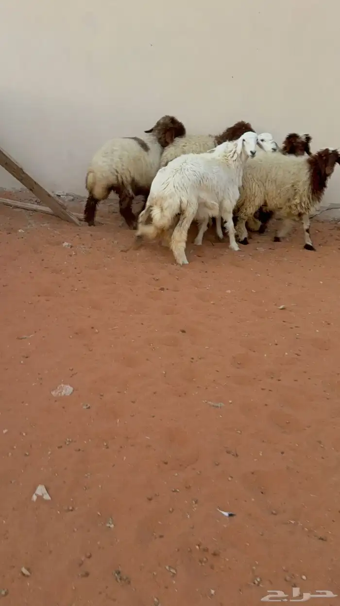 7 رخال جذعات نعيمة وحرية فل شحم 0