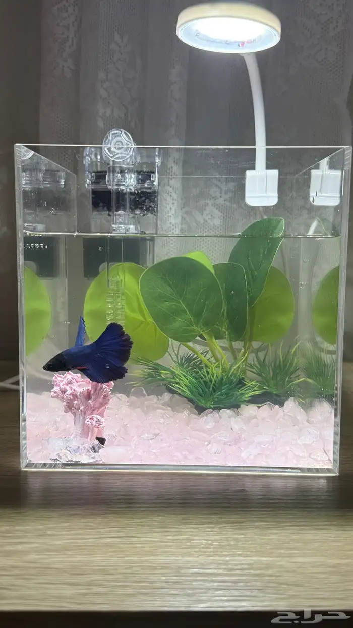 حوض سمك  اكل سمك ومضاد علاج 2