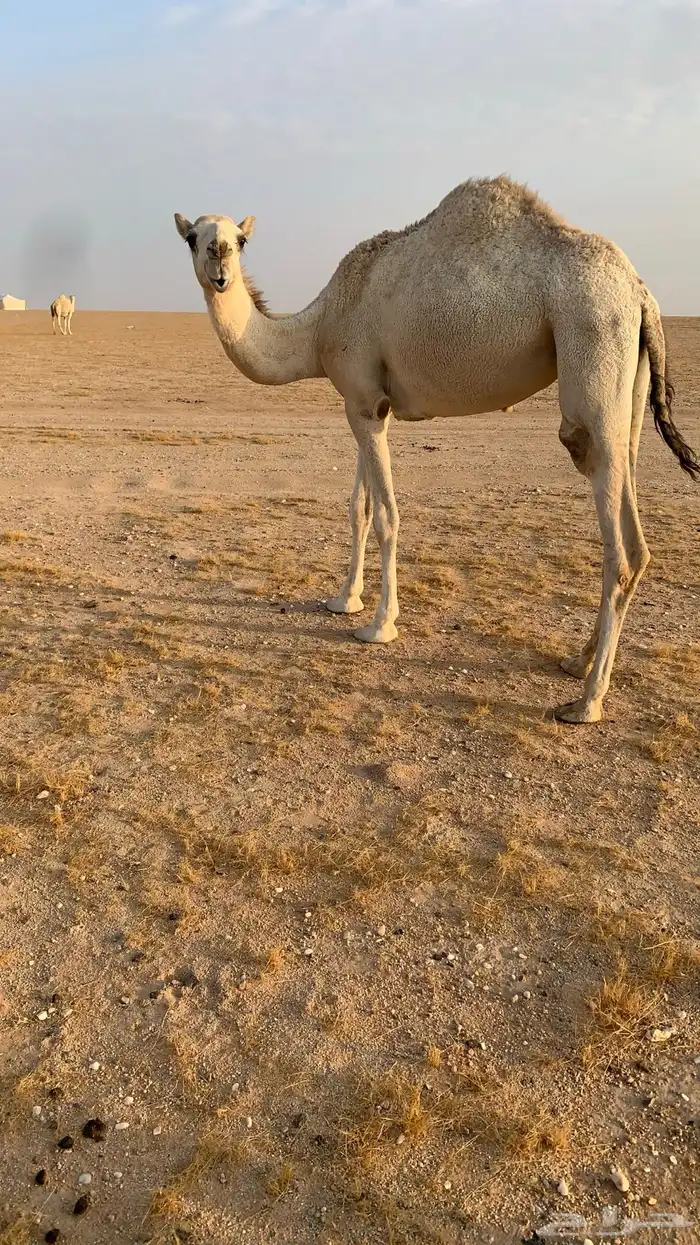 حفرالباطن القيصومه 6