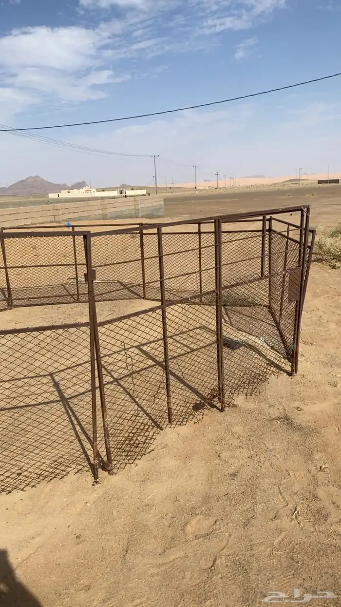 حشو غنم شبوك للبيع 7