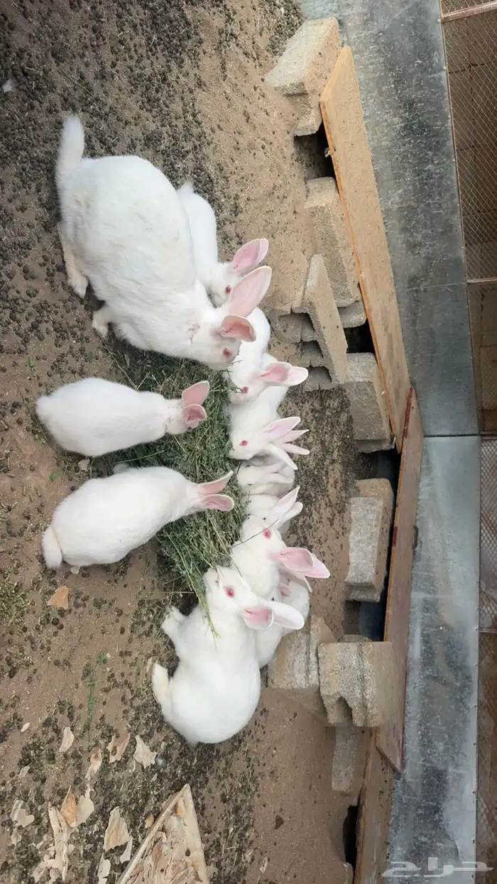 ارانب فرنسيه 0