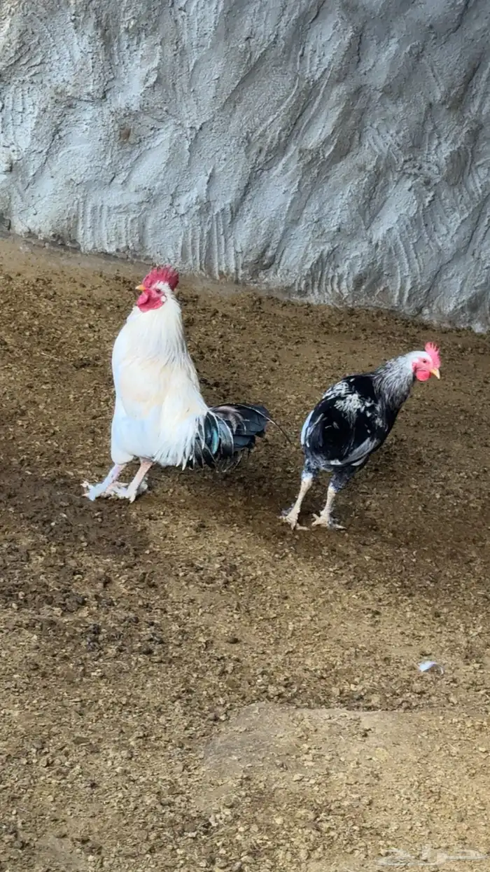 ديوك بلدي عدد 6 2