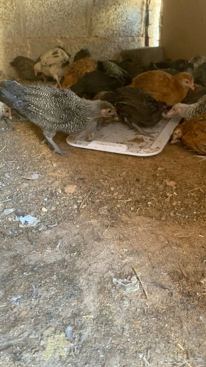 فراريج دجاج 1