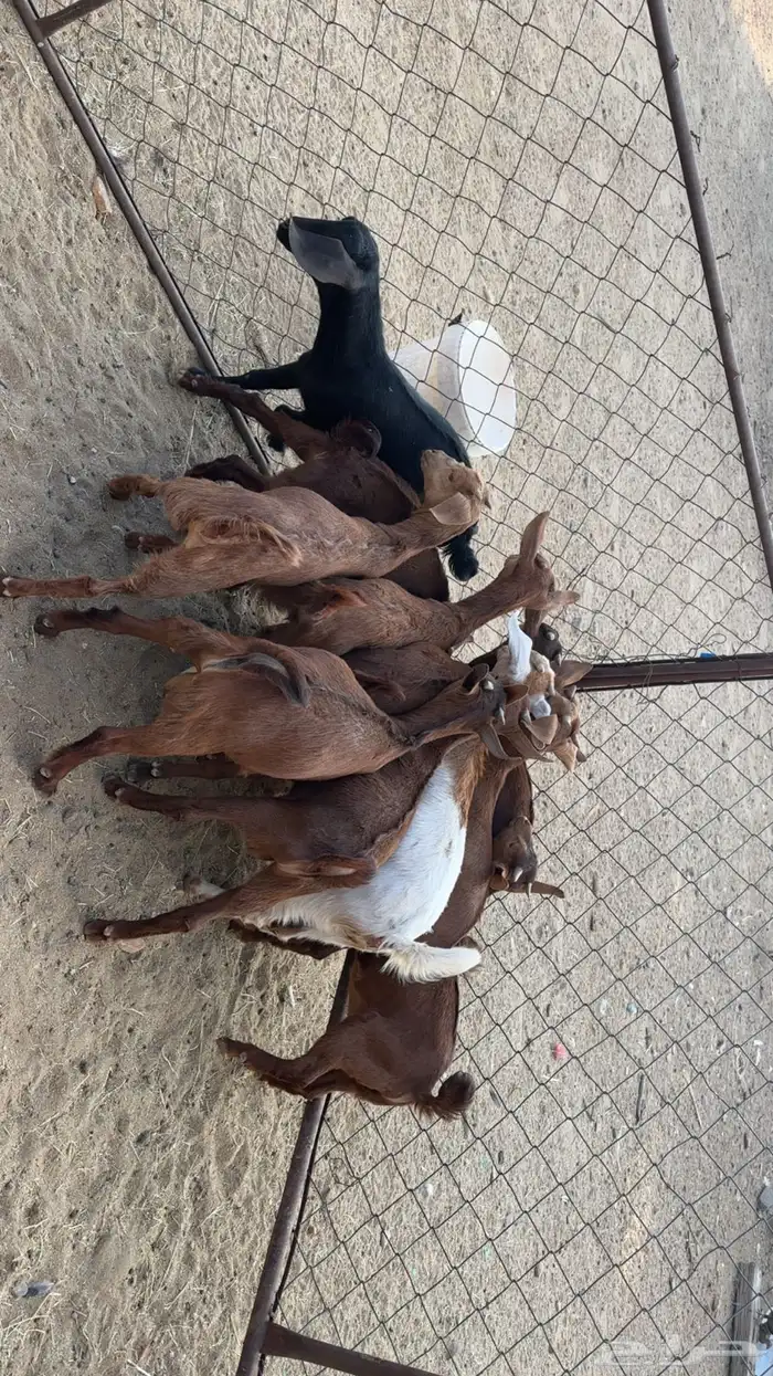 تيوس وعنقان بلديه 2