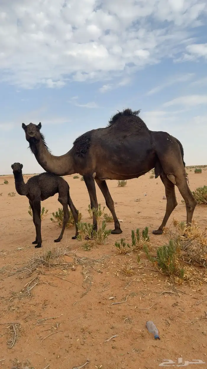 خلفه مصغر ديس فاخر وحليب طيب 0