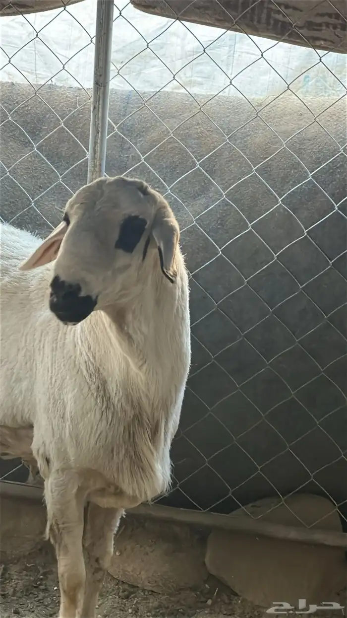 خروف للبيع 0