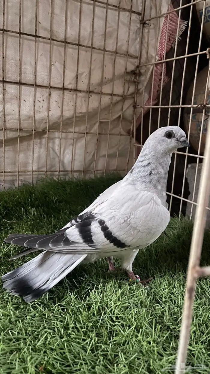 حمام مشكل و في غيره ازواج و فرايد 9